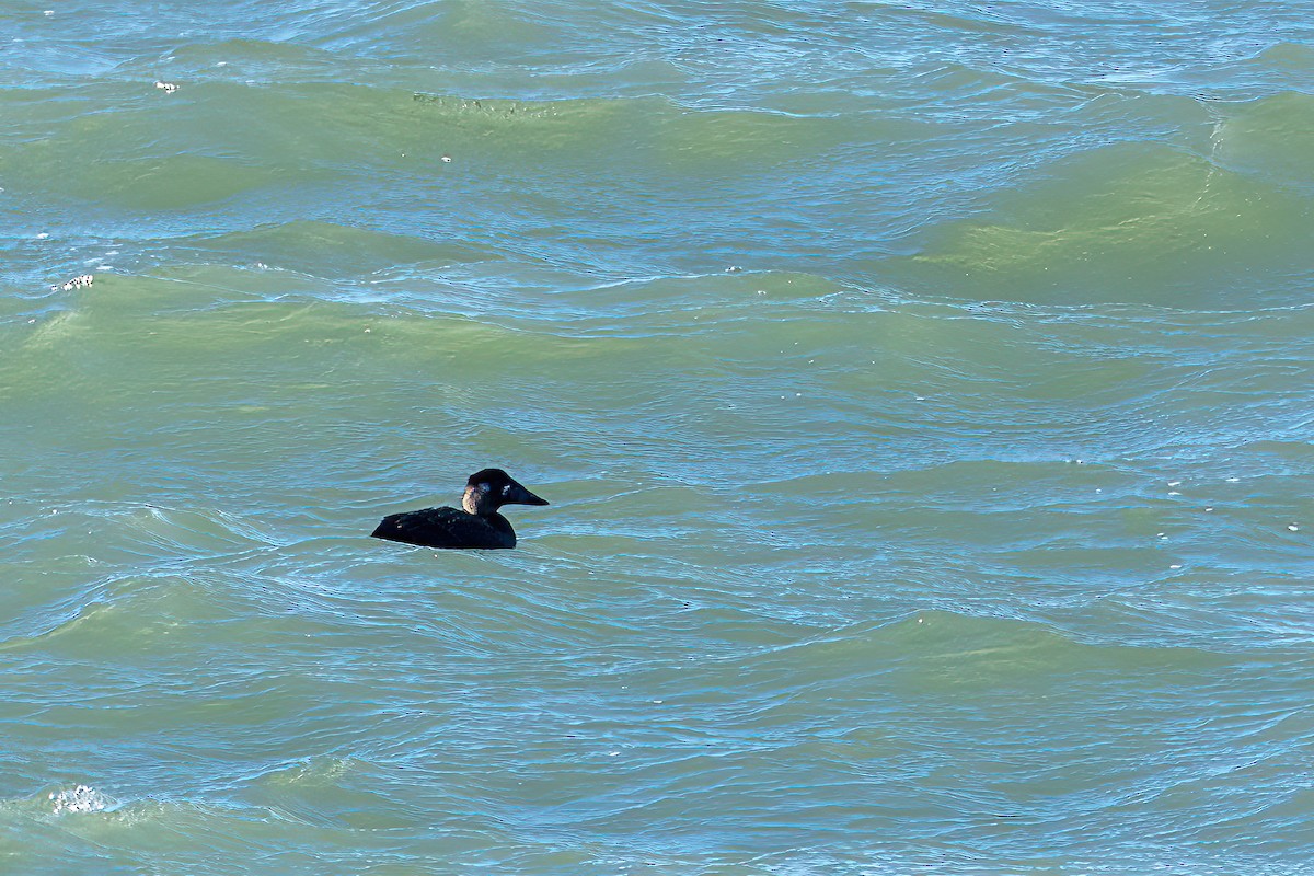 turpan pestrozobý - ML644536856