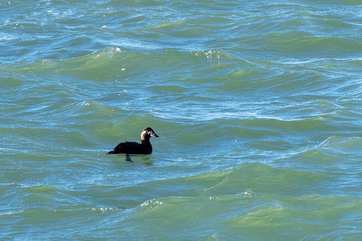 turpan pestrozobý - ML644536857