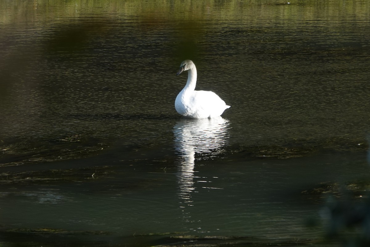 Cisne Vulgar - ML644536858