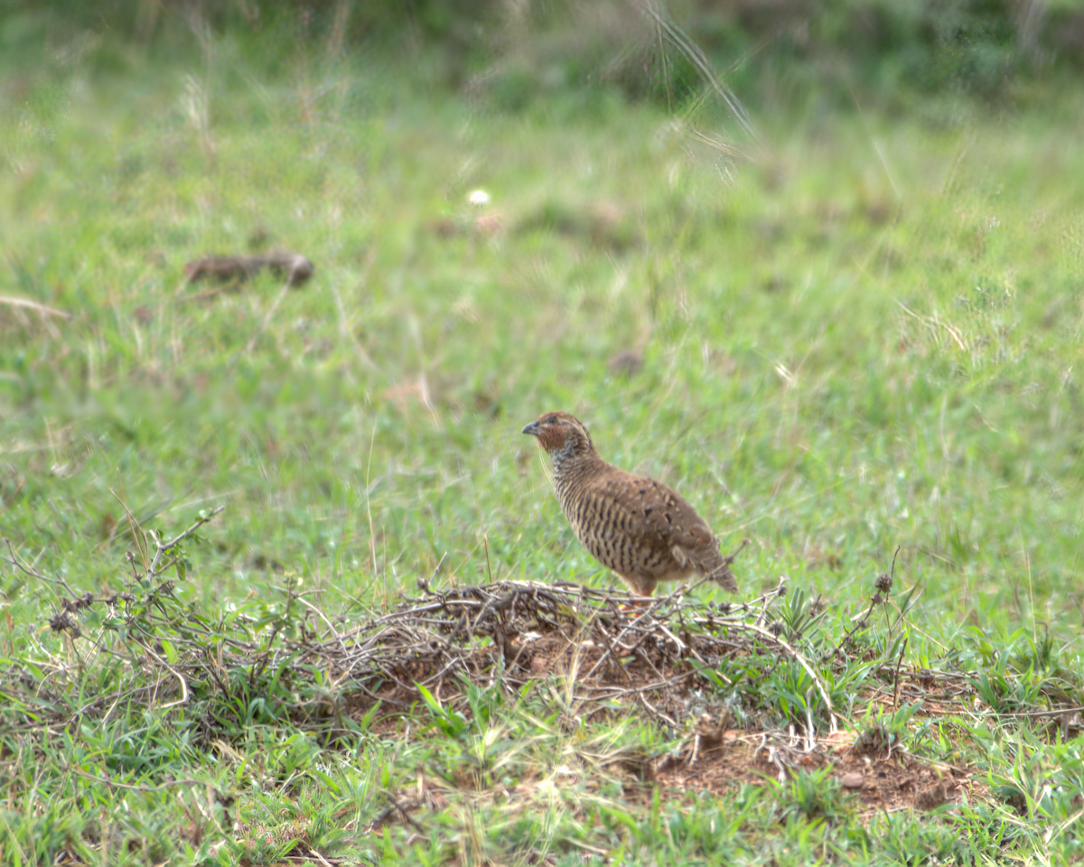 slettevaktel - ML644536859