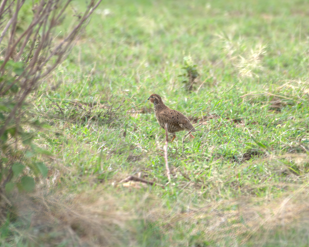 slettevaktel - ML644536860