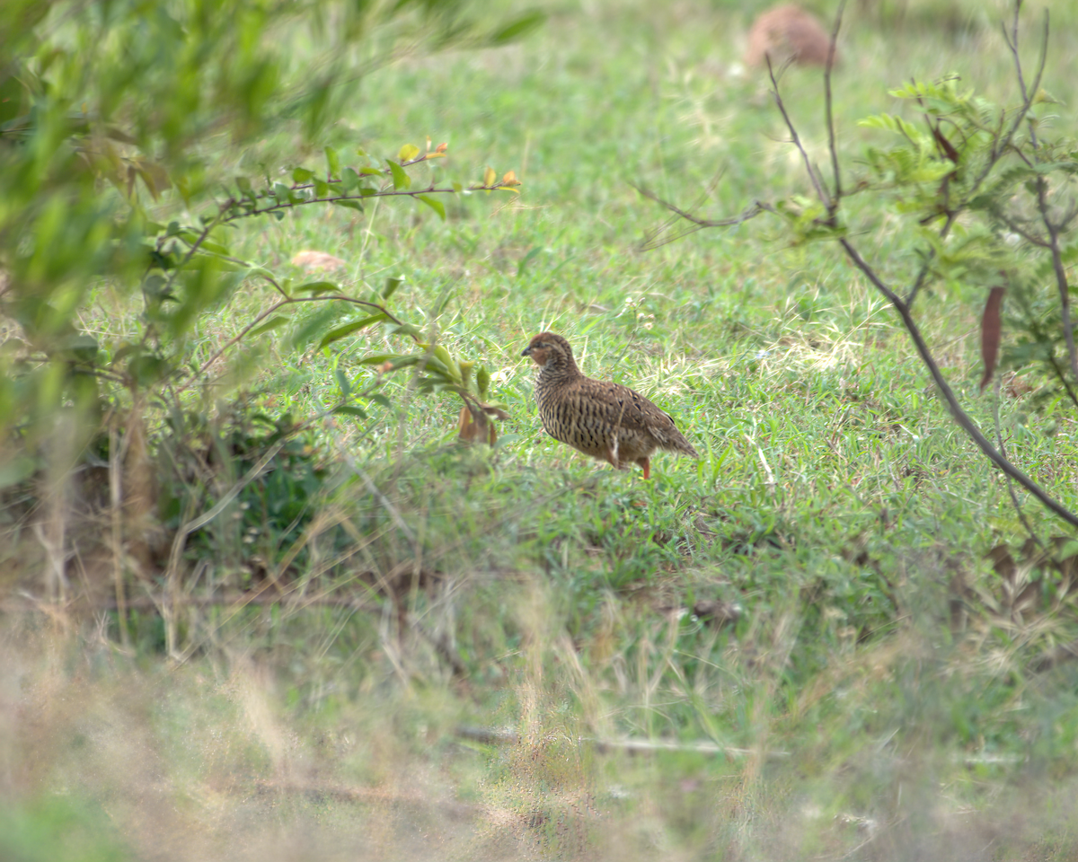 slettevaktel - ML644536862