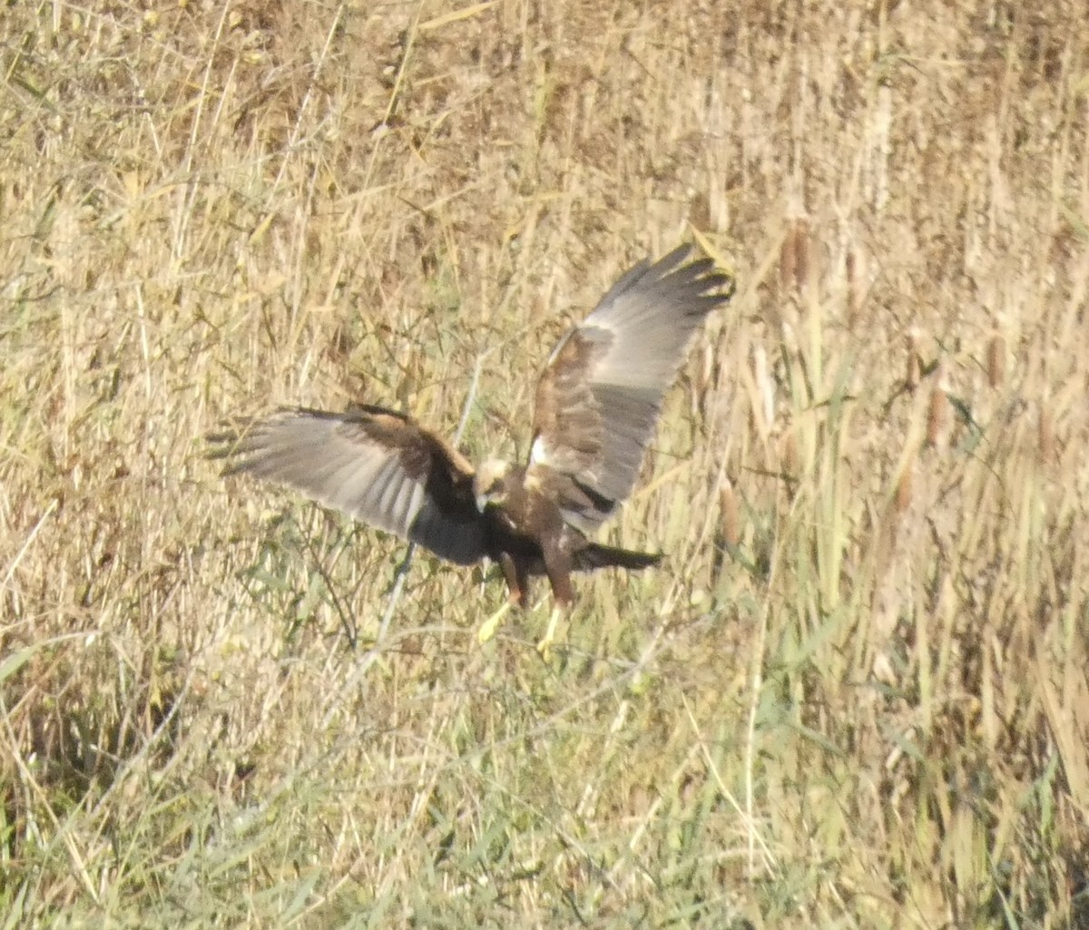 Western Marsh Harrier - ML644536864