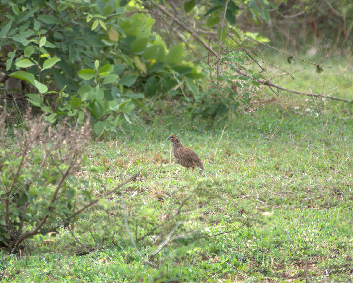 slettevaktel - ML644536865