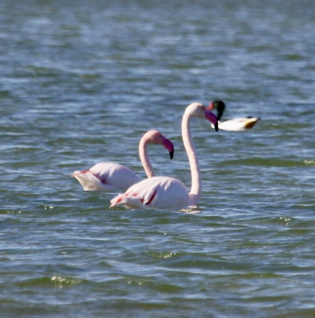 פלמינגו גדול - ML644536866