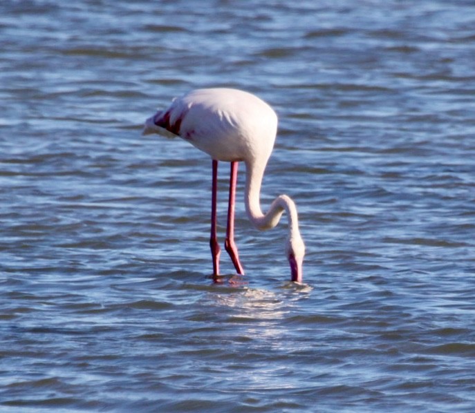 פלמינגו גדול - ML644536867