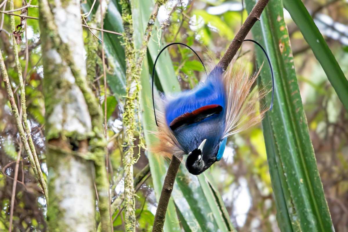Blue Bird-of-Paradise - ML644536870
