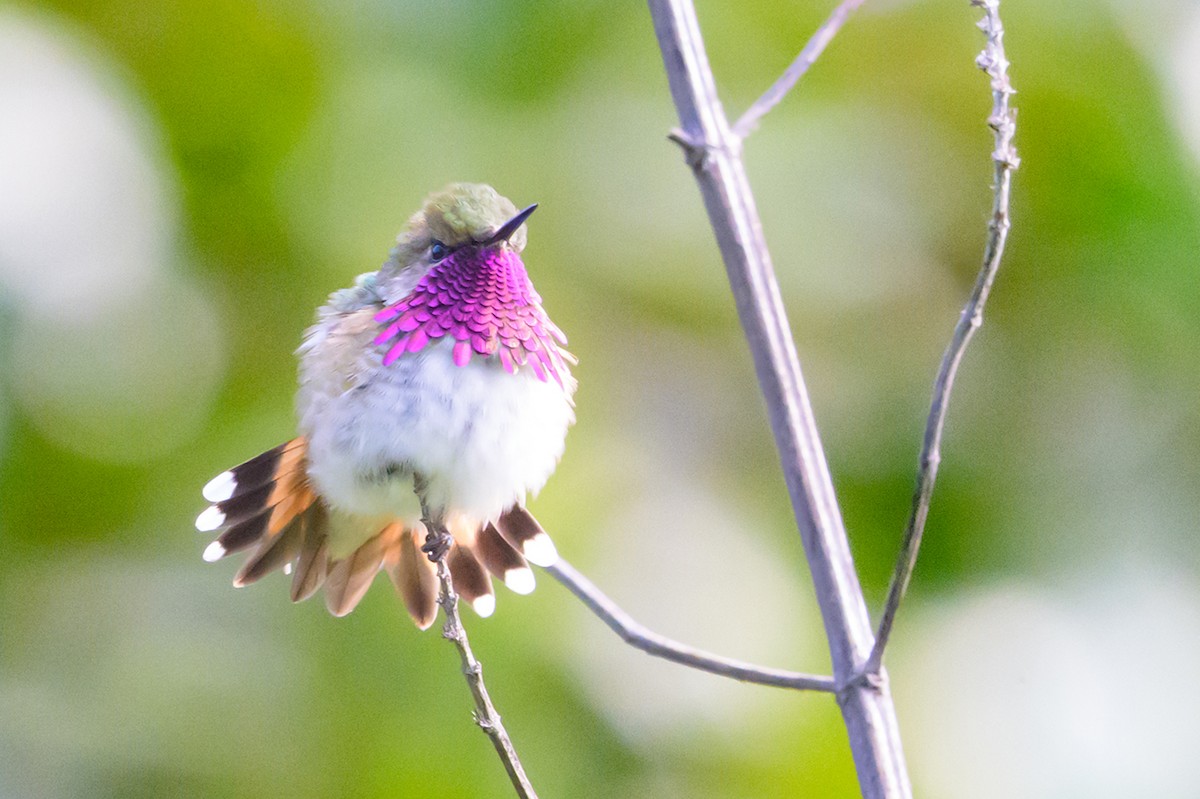 Bumblebee Hummingbird - ML644536872