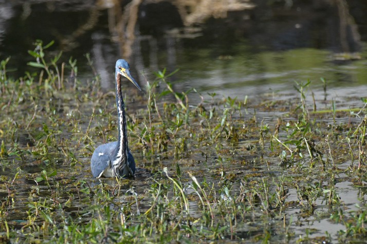 Dreifarbenreiher - ML644536873