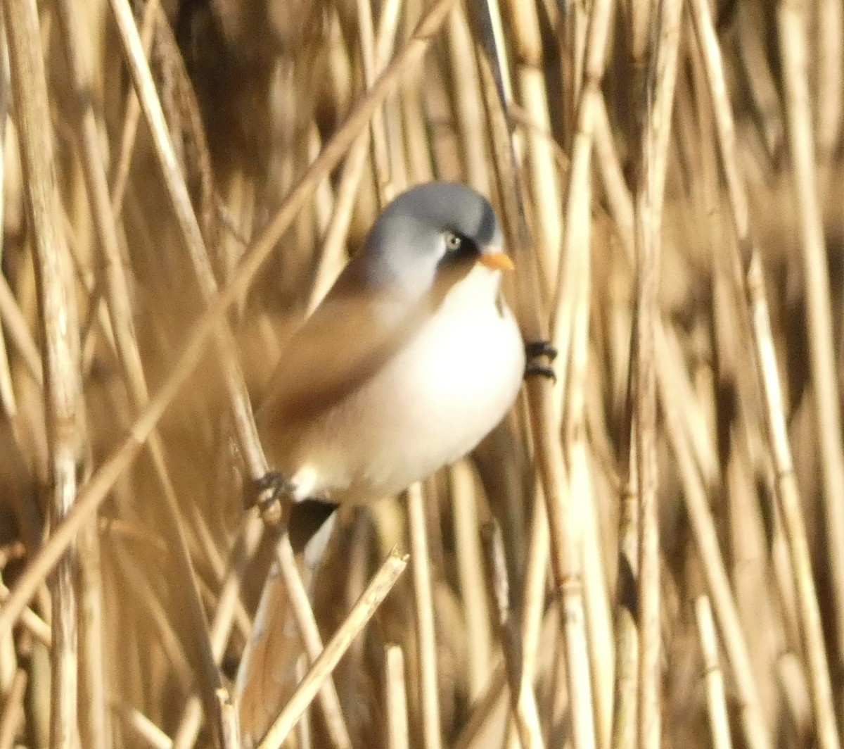 Синиця вусата - ML644536876