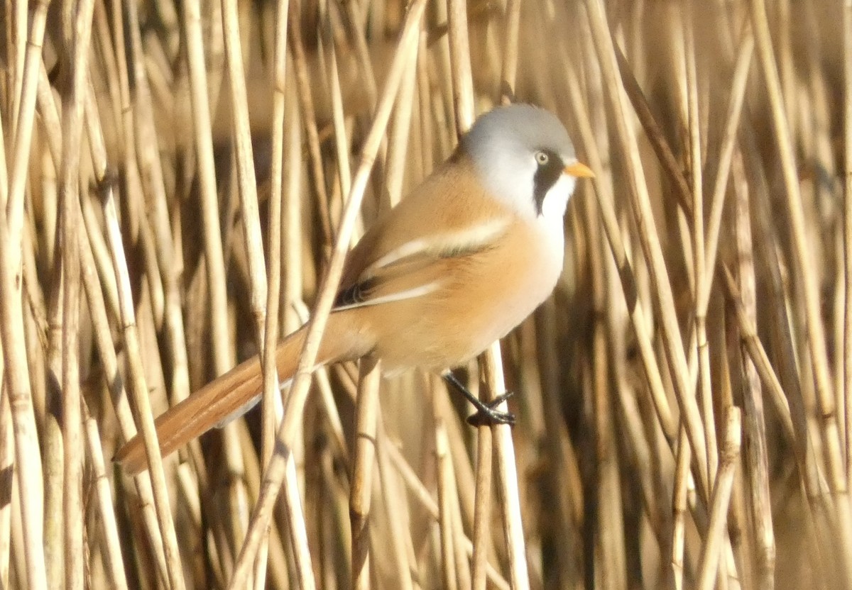 Синиця вусата - ML644536877