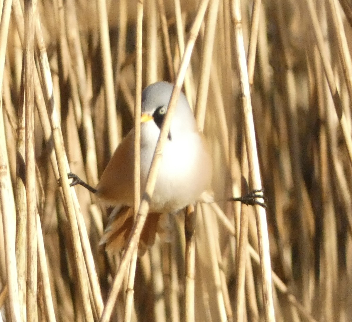 Синиця вусата - ML644536878