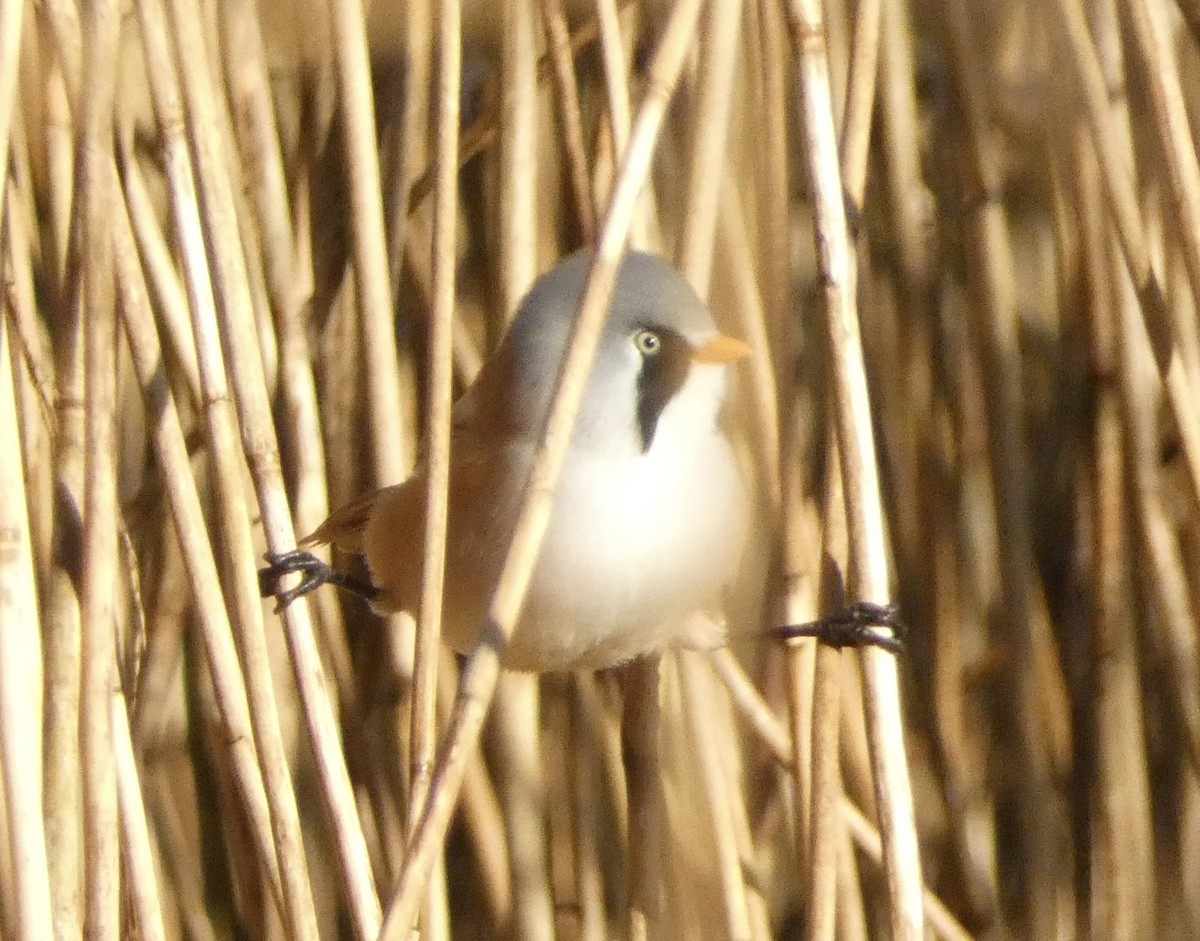 Синиця вусата - ML644536879