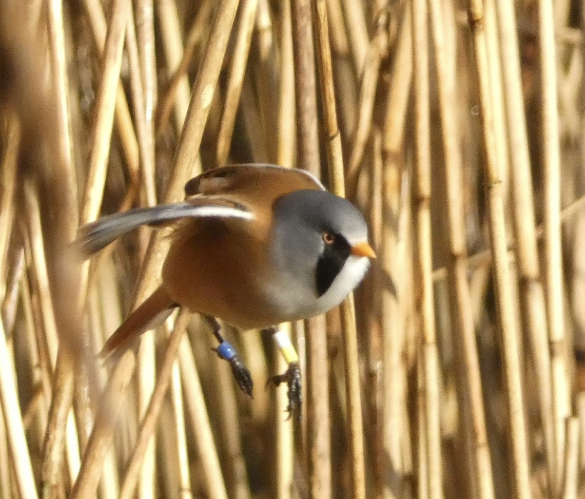 Синиця вусата - ML644536880