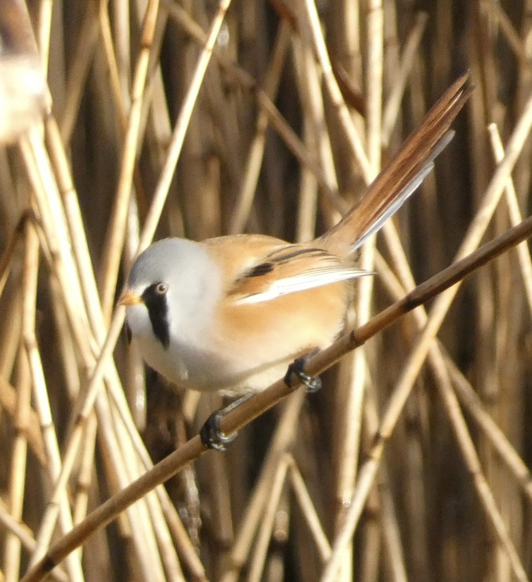 Синиця вусата - ML644536883