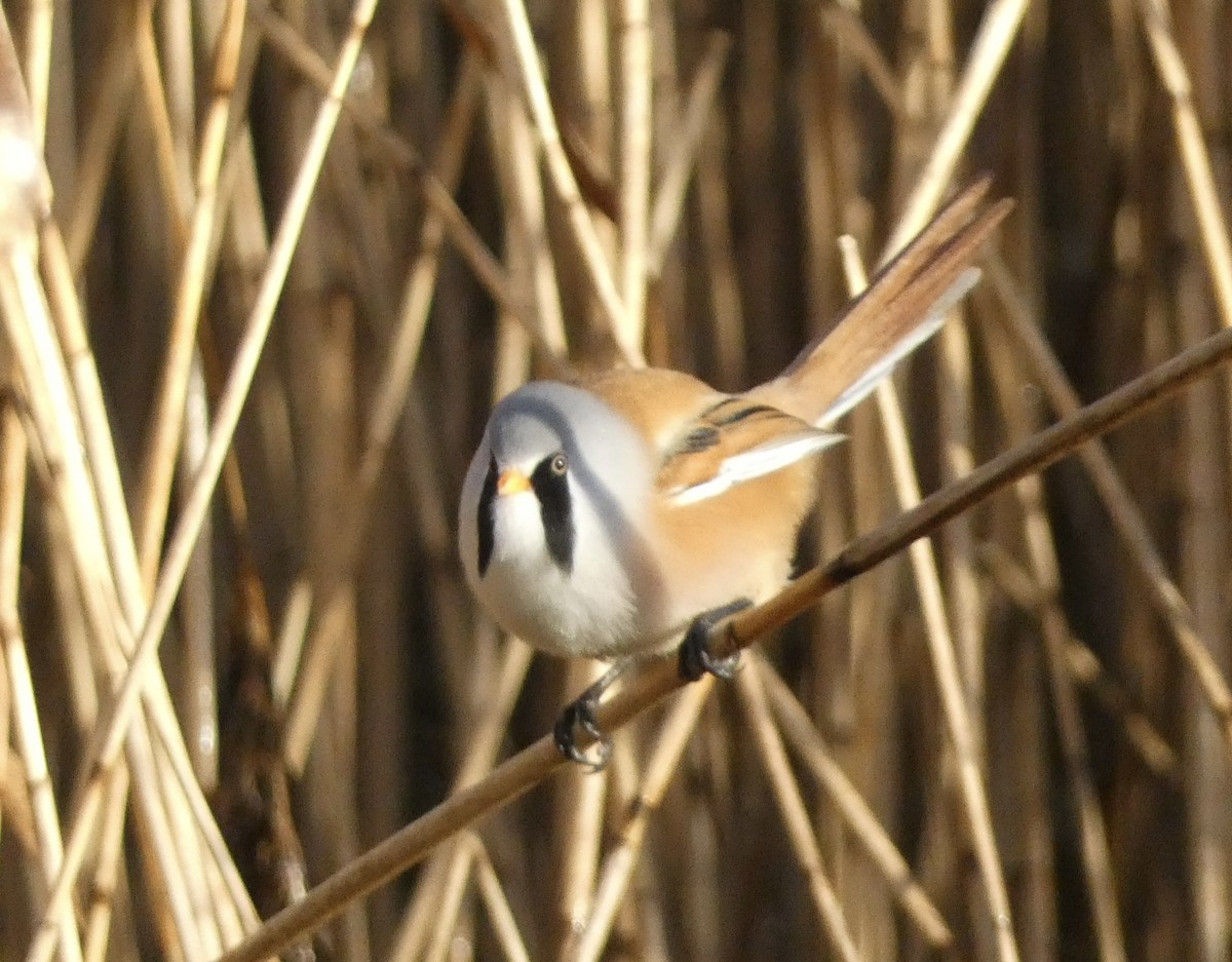 Синиця вусата - ML644536885