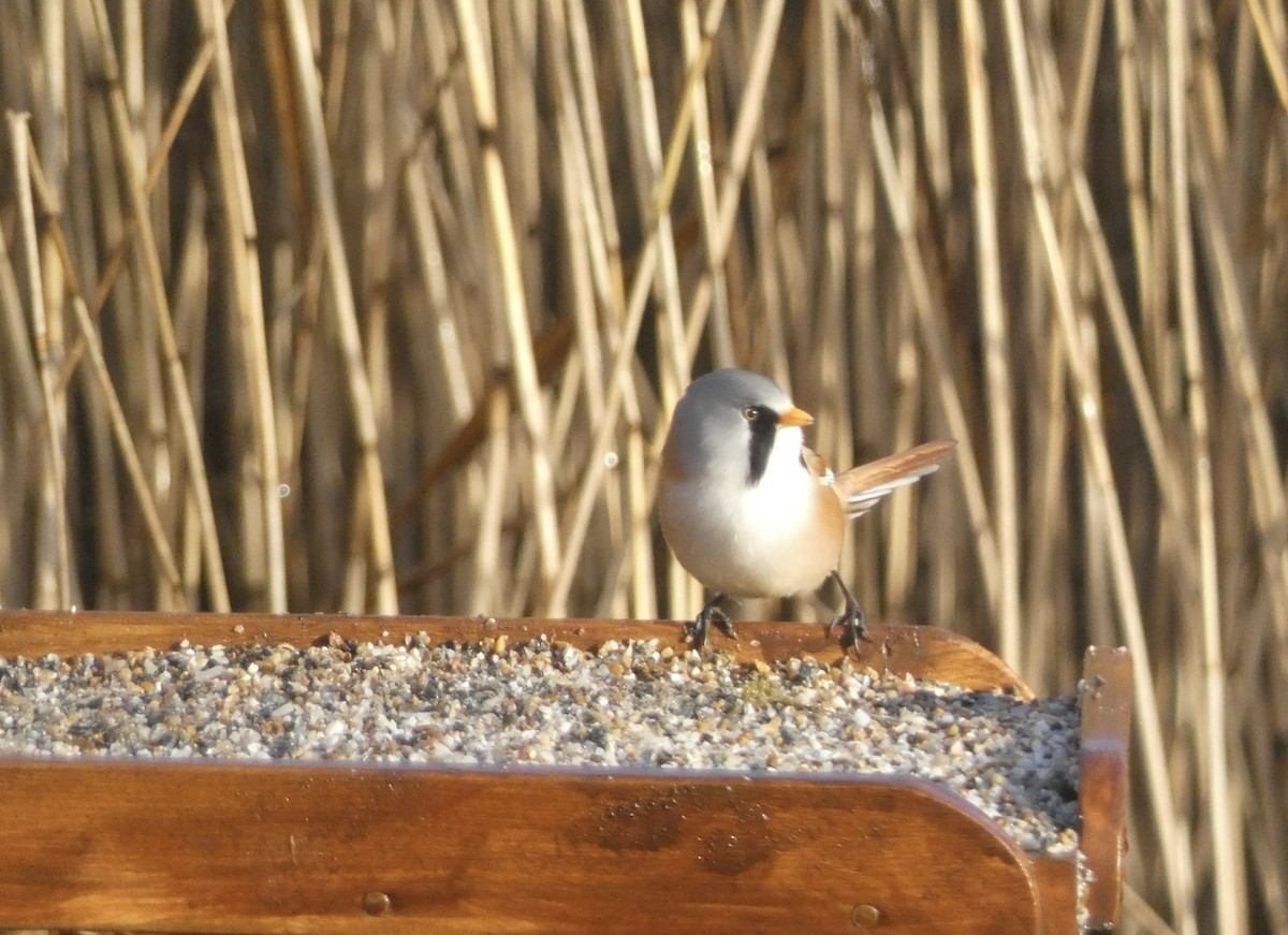 Синиця вусата - ML644536886