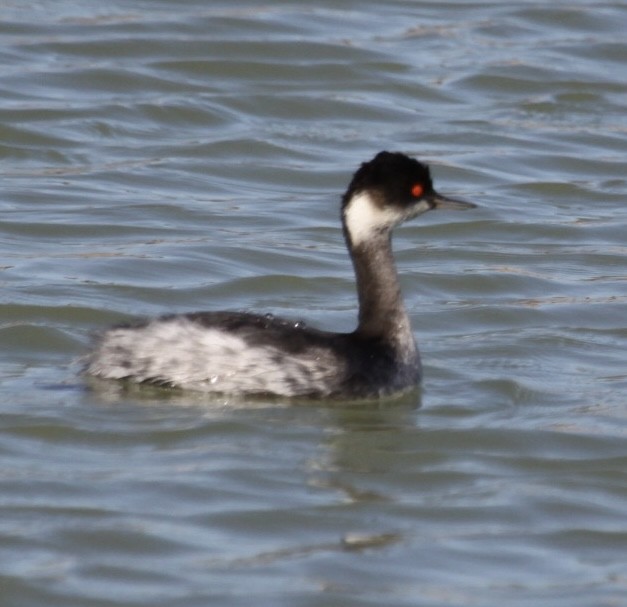 Eared Grebe - ML644536894