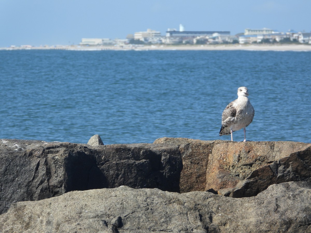 Gavión Atlántico - ML644536896