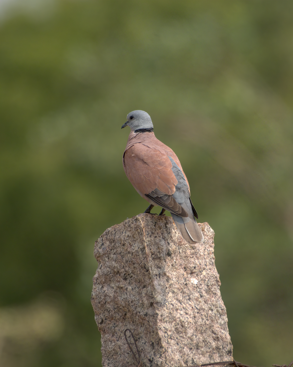 Kızıl Kumru - ML644536897