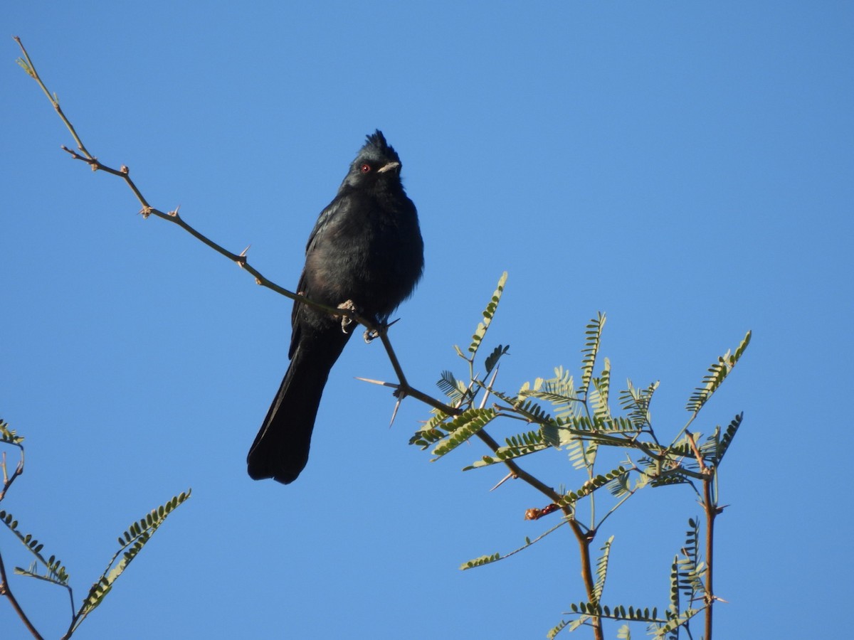 Phainopepla - ML644536898