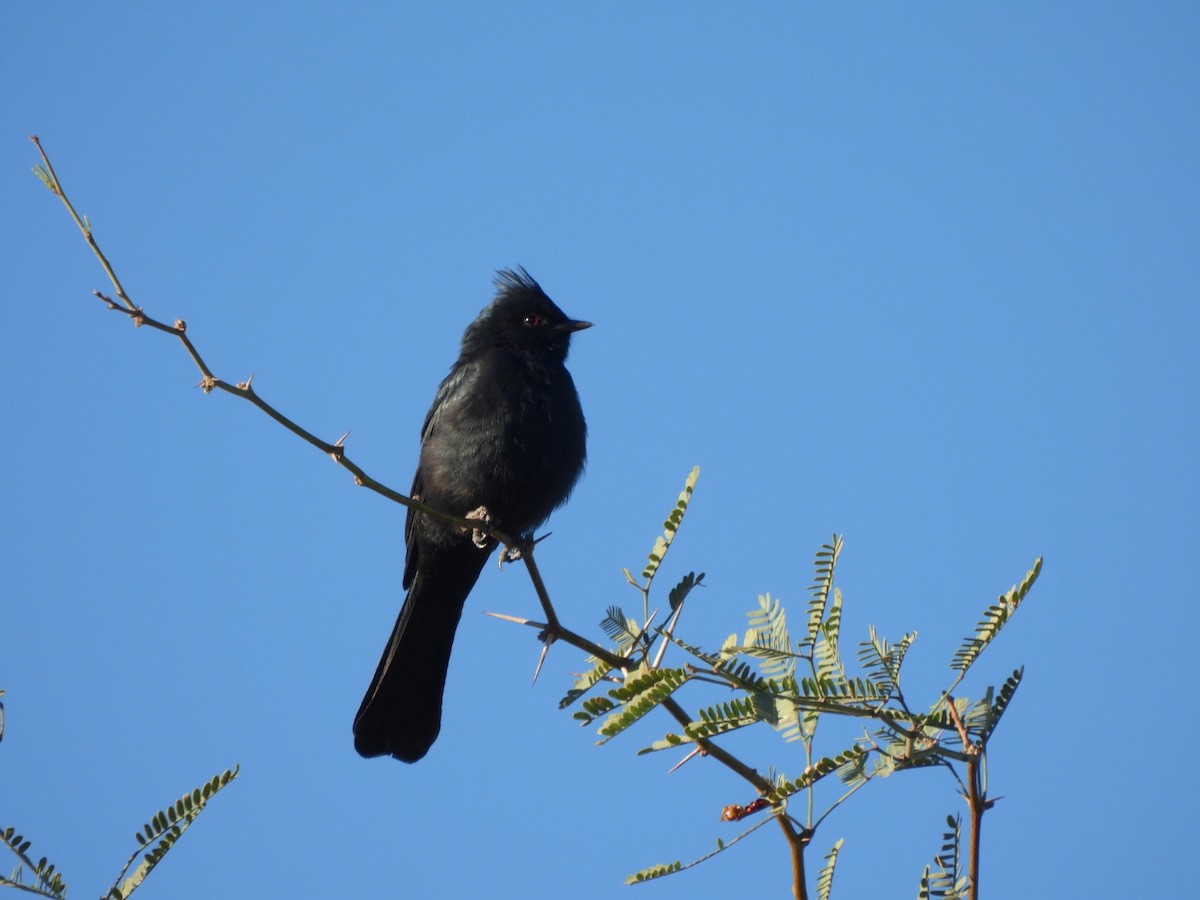 Phainopepla - ML644536899