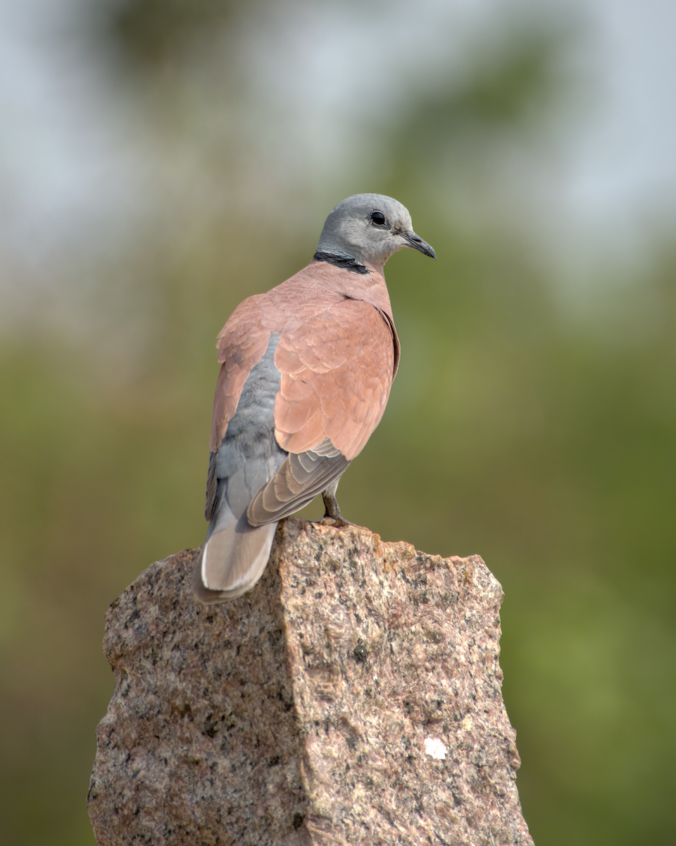 Kızıl Kumru - ML644536902