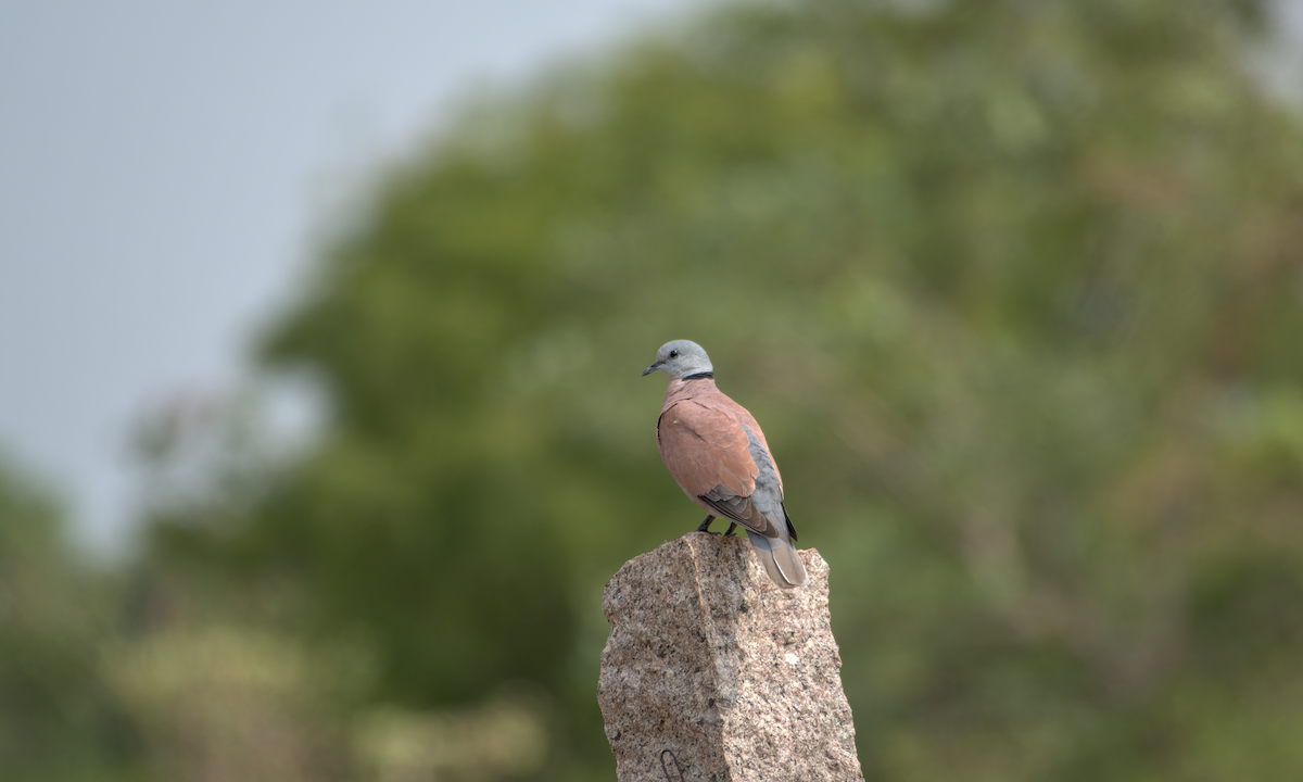 Kızıl Kumru - ML644536904