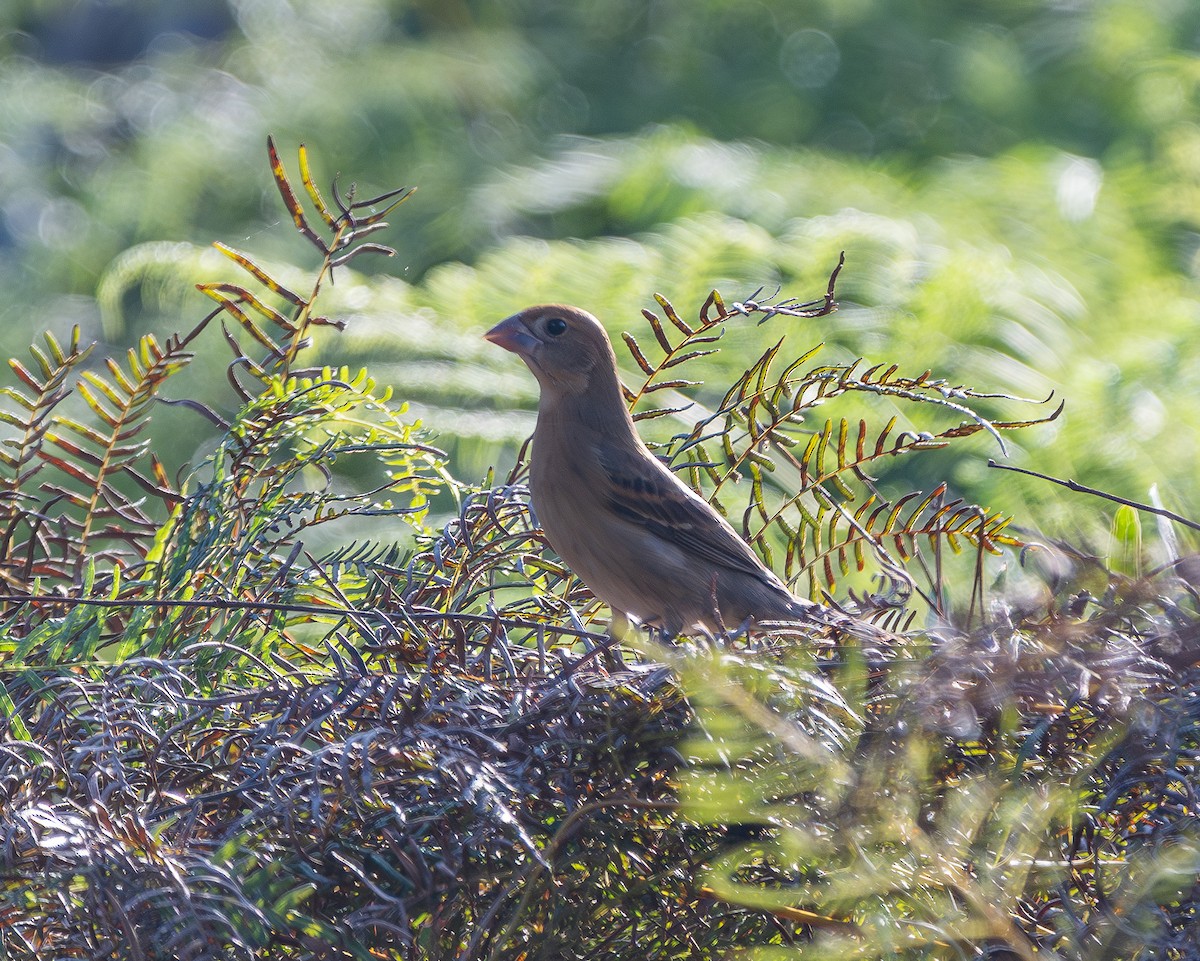 ルリイカル - ML644536906