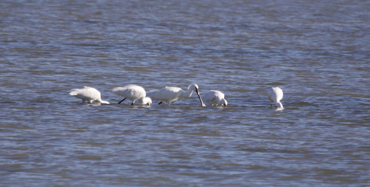 כפן - ML644536919