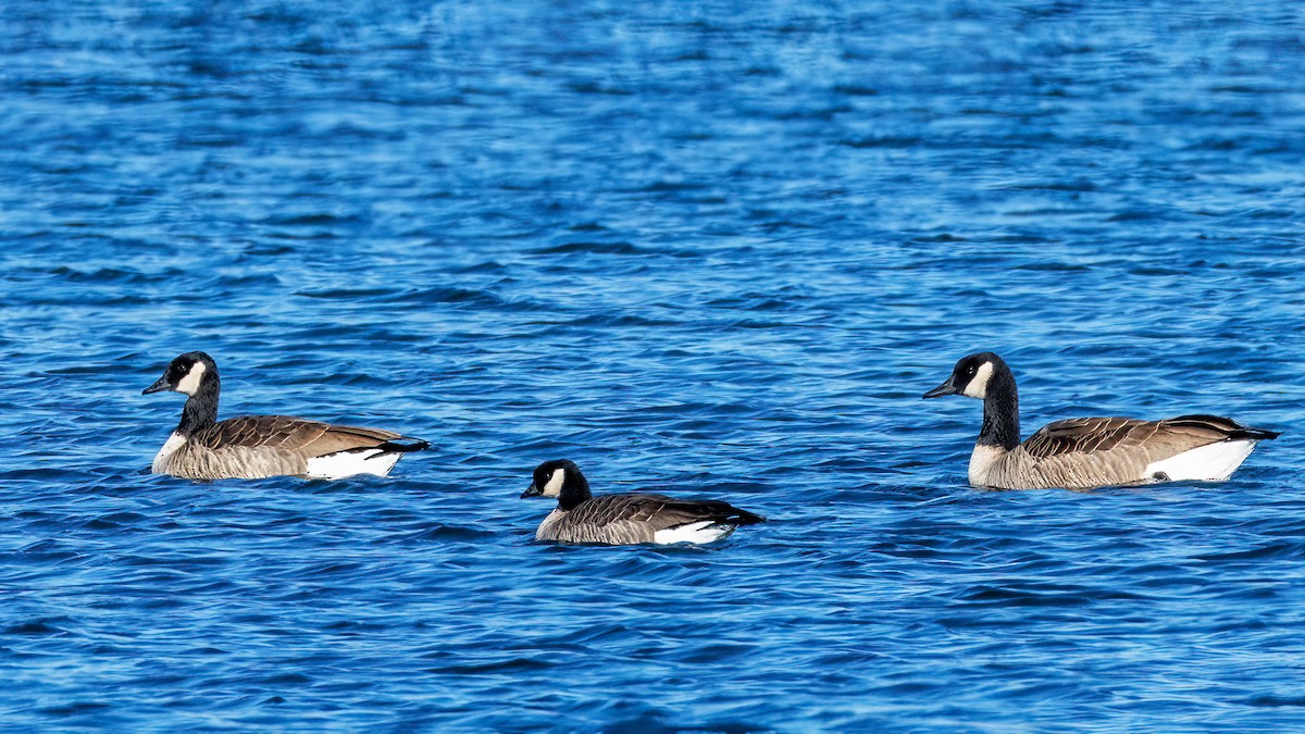 Малая канадская казарка - ML644536924