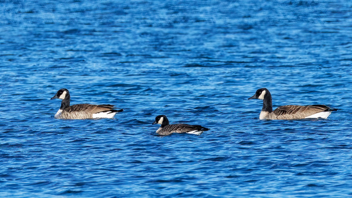 Малая канадская казарка - ML644536925