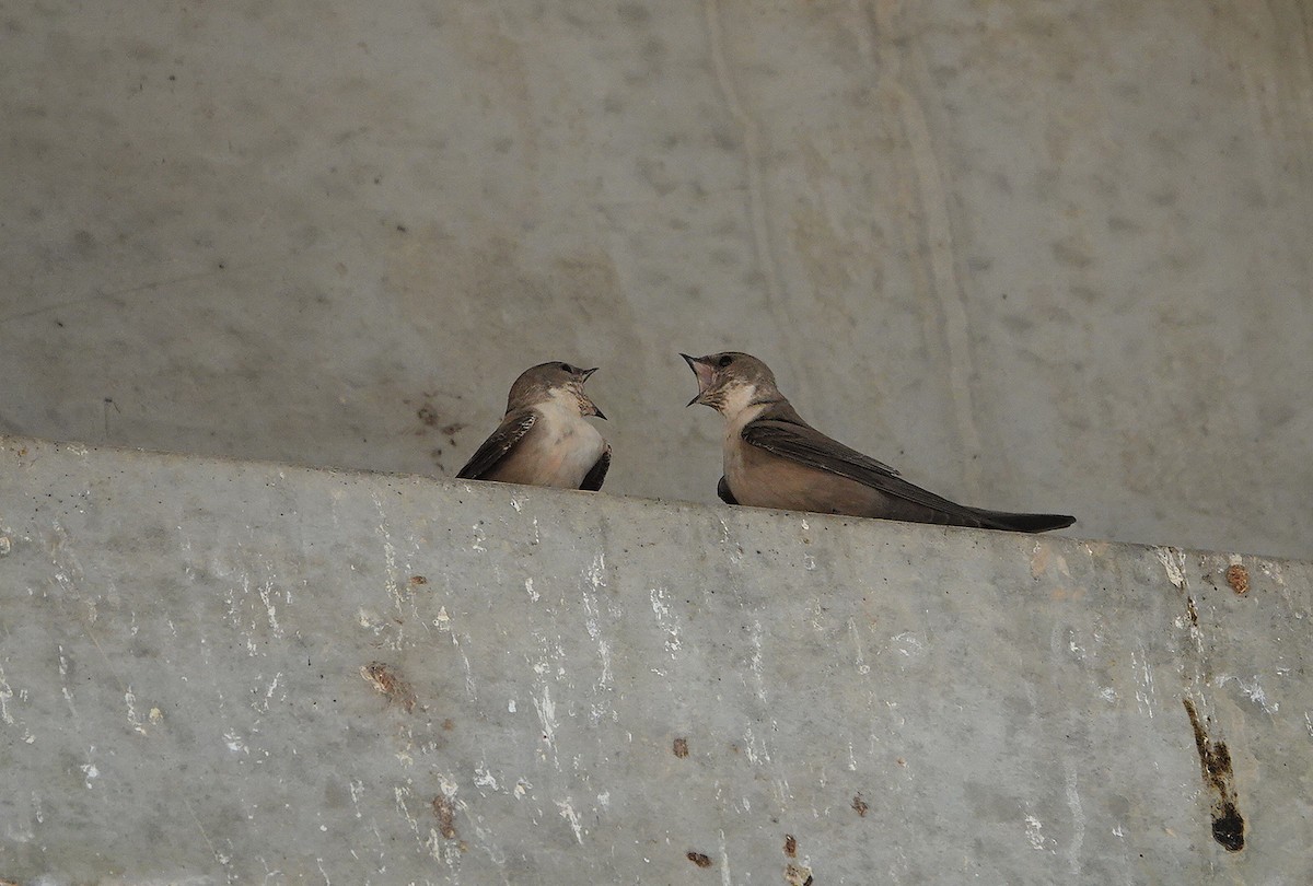 チャイロツバメ - ML644536931