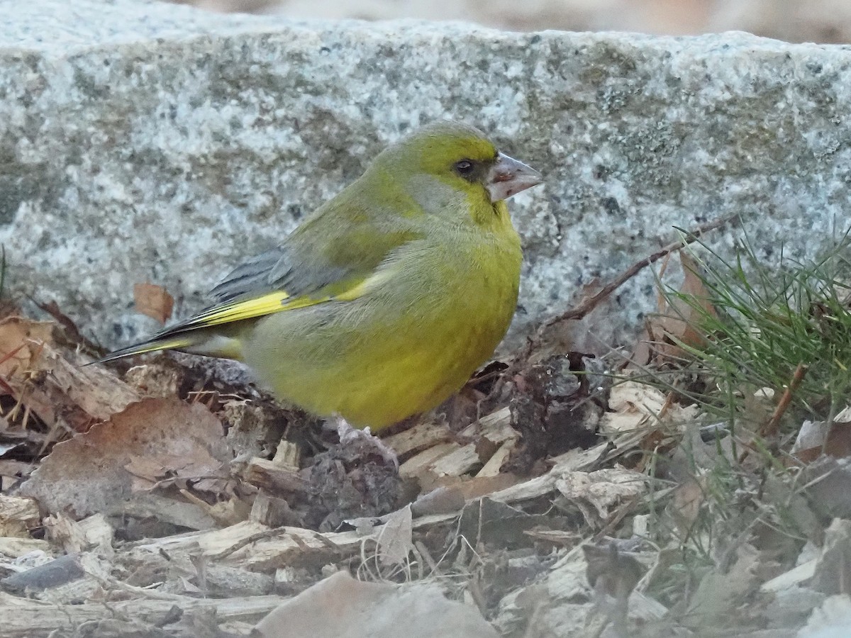 Verdier d'Europe - ML644536932