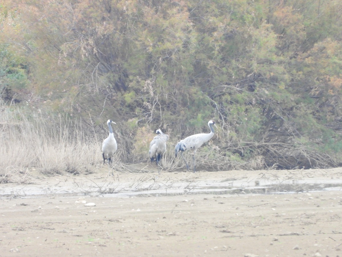 クロヅル - ML644536938