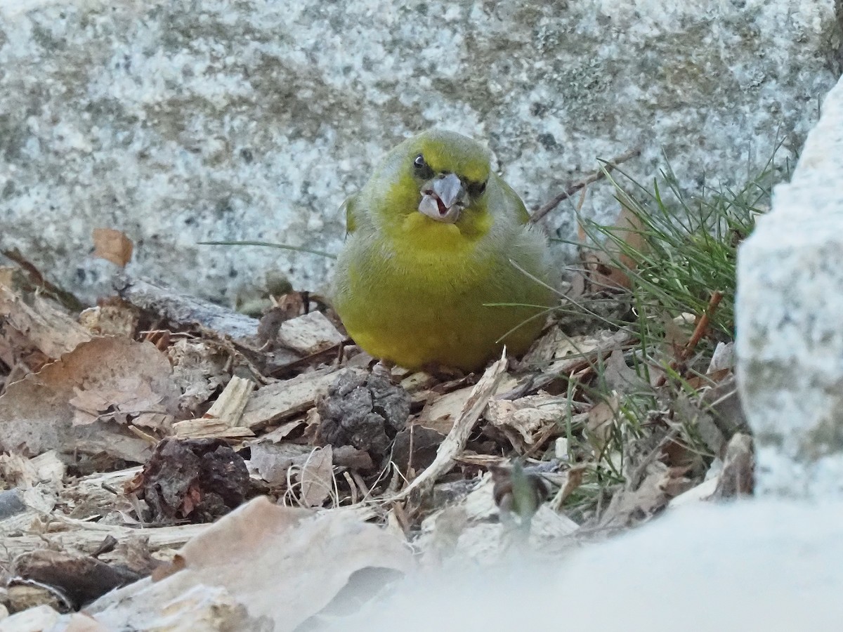 Verdier d'Europe - ML644536940