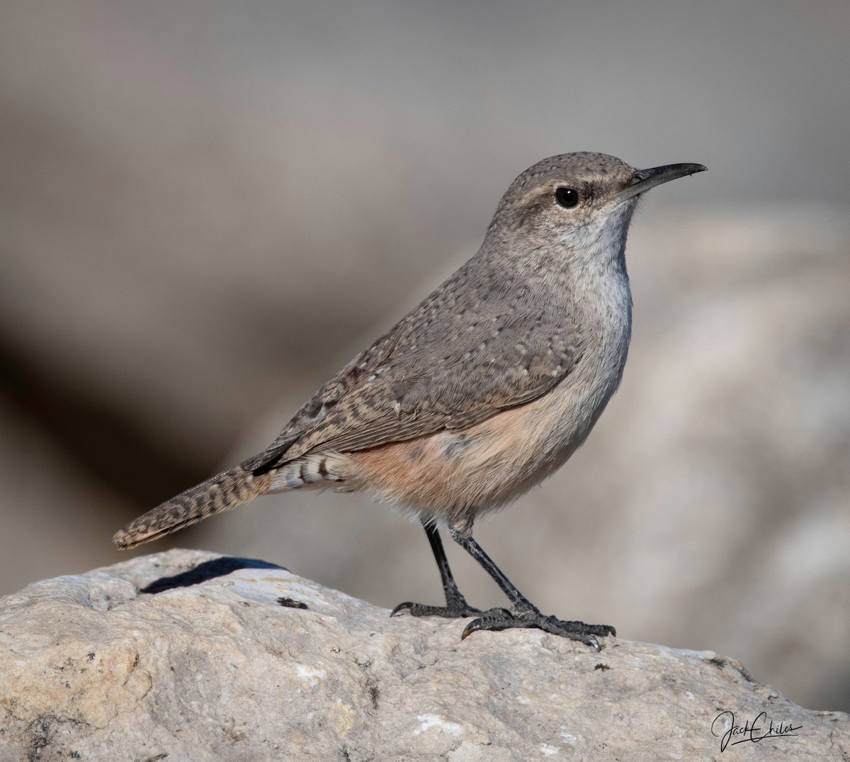 Rock Wren - ML644536944