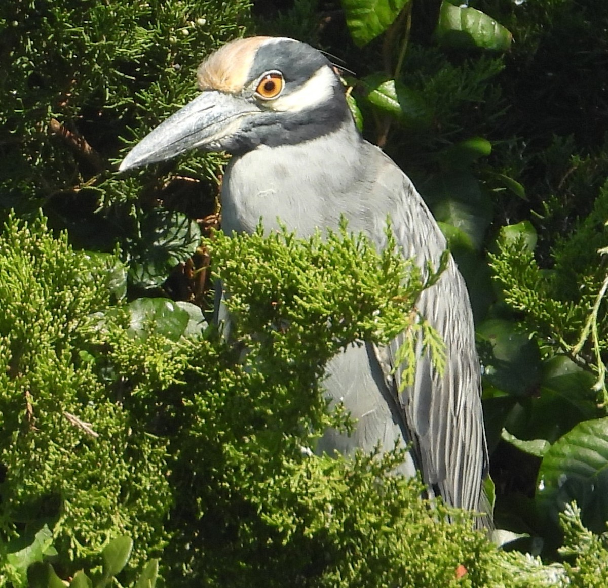 Yellow-crowned Night Heron - ML644536946