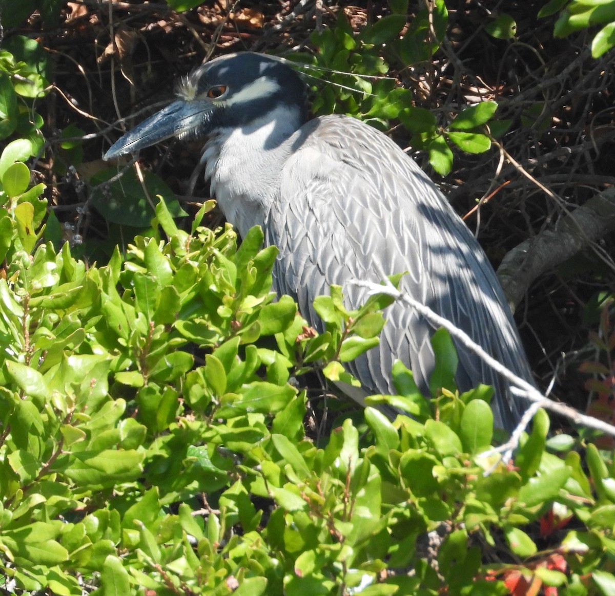 Yellow-crowned Night Heron - ML644536947