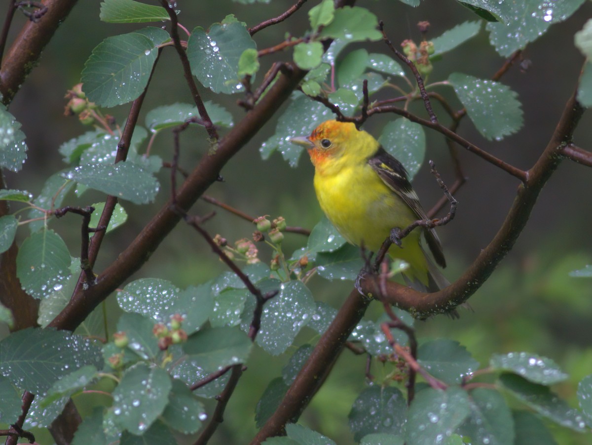 Желтоплечая пиранга - ML644536950