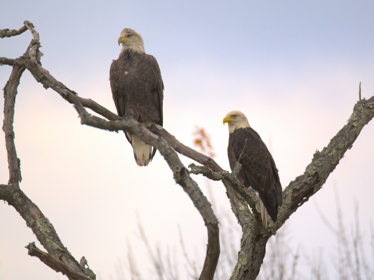 Белоголовый орлан - ML644536952