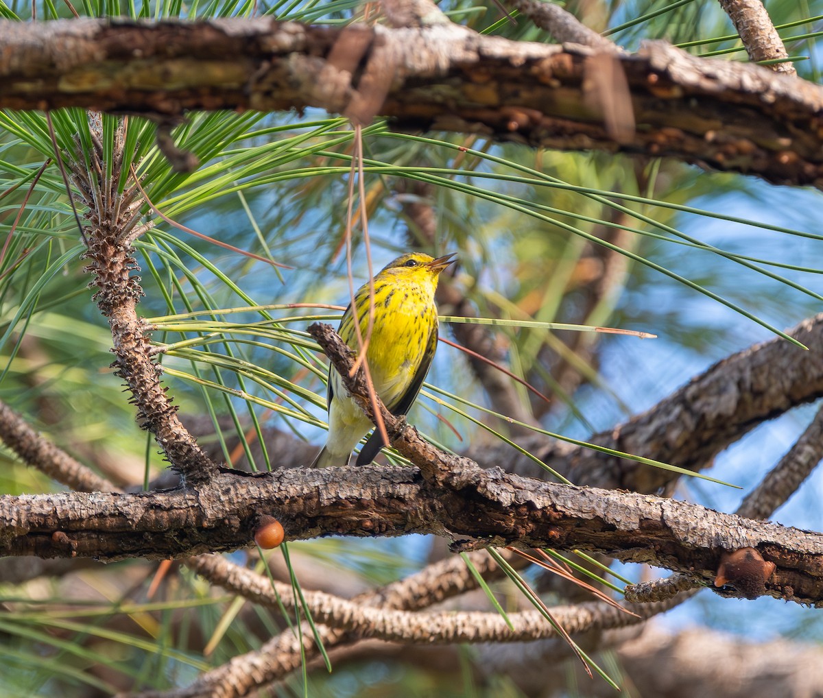 ホオアカアメリカムシクイ - ML644536954