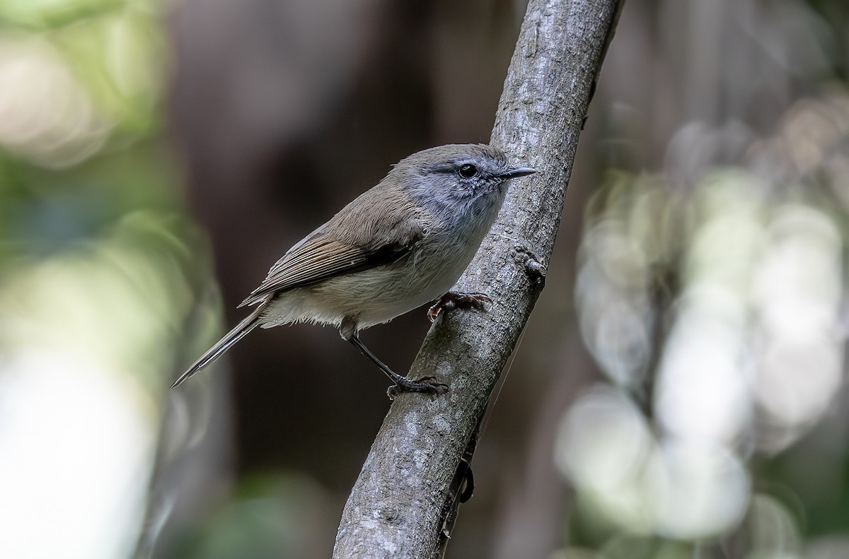 チャイロセンニョムシクイ - ML644536960