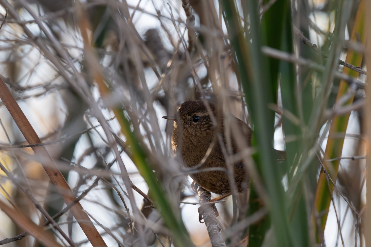 Troglodyte de Baird - ML644536964