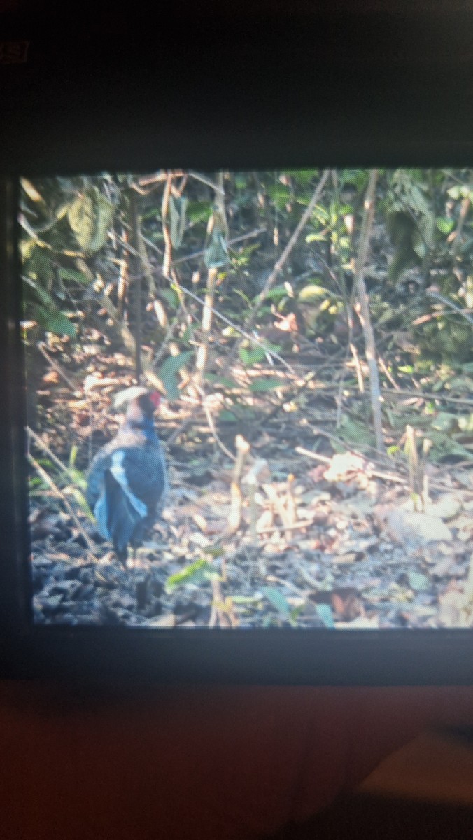 Faisan leucomèle - ML644536966