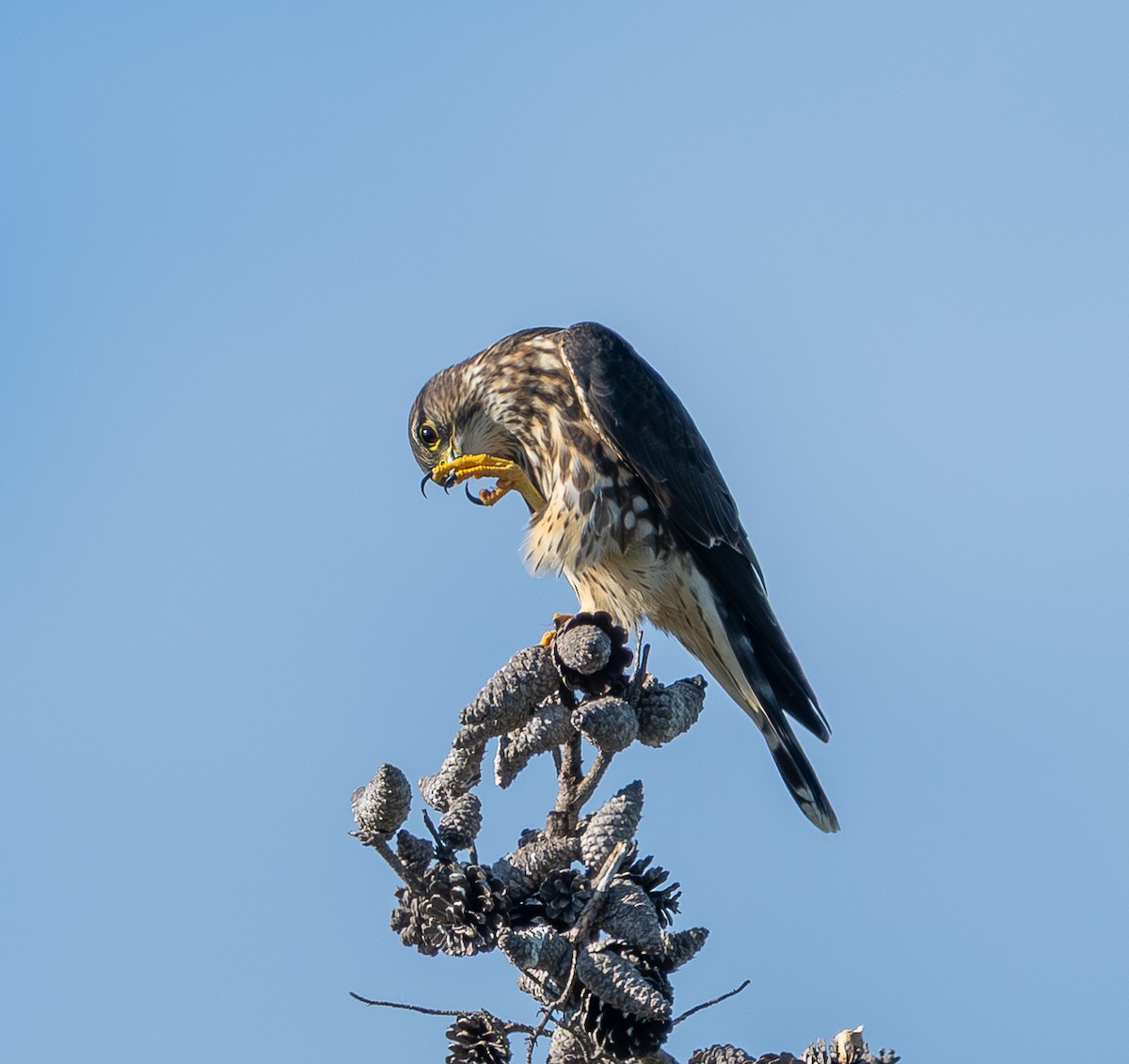 Merlin - ML644536968