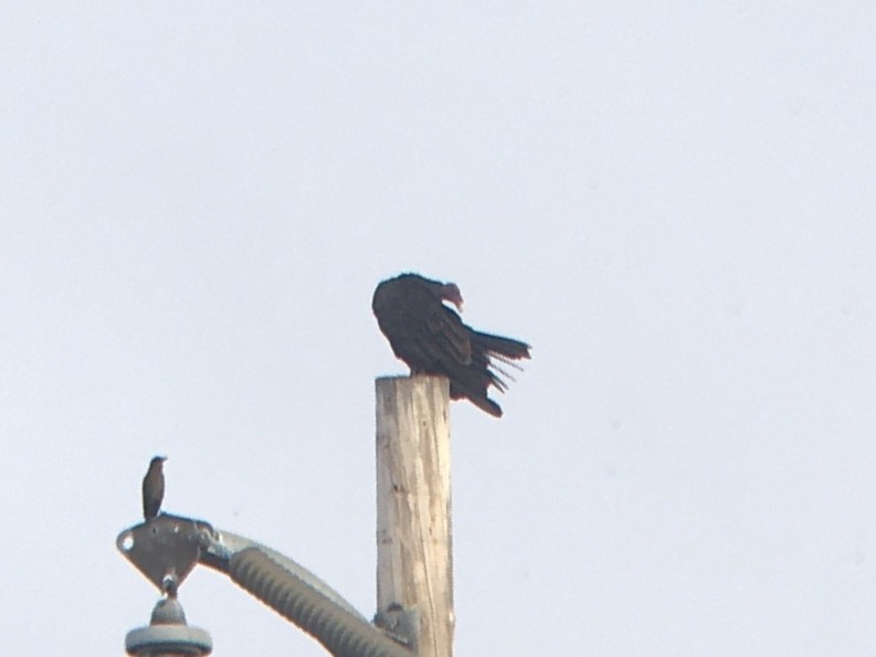 kalkunkondor - ML644536969