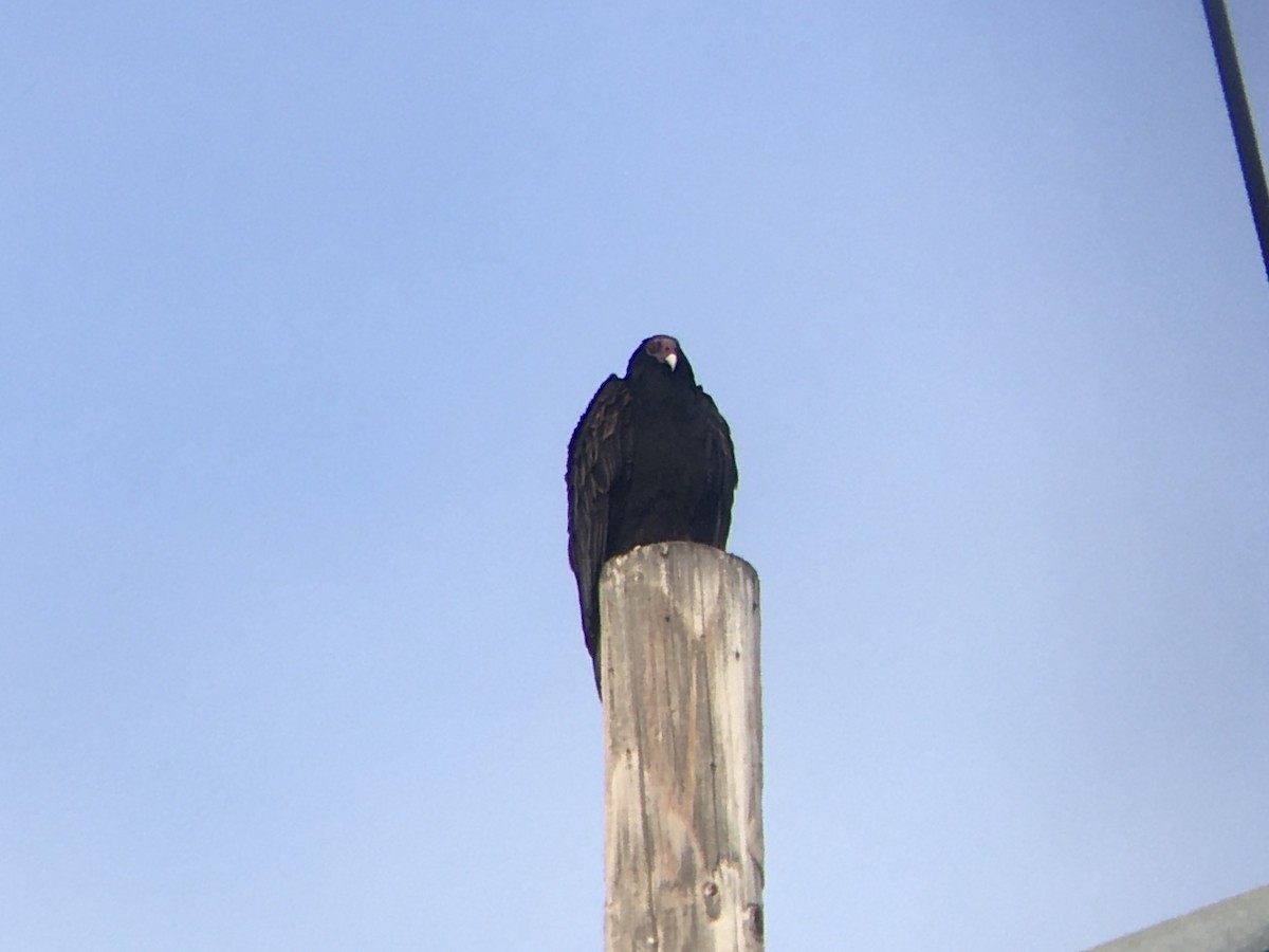 kalkunkondor - ML644536970