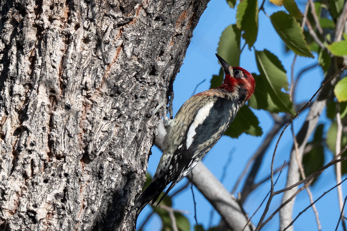 Hybride Pic à nuque rouge x P. à poitrine rouge - ML644536971