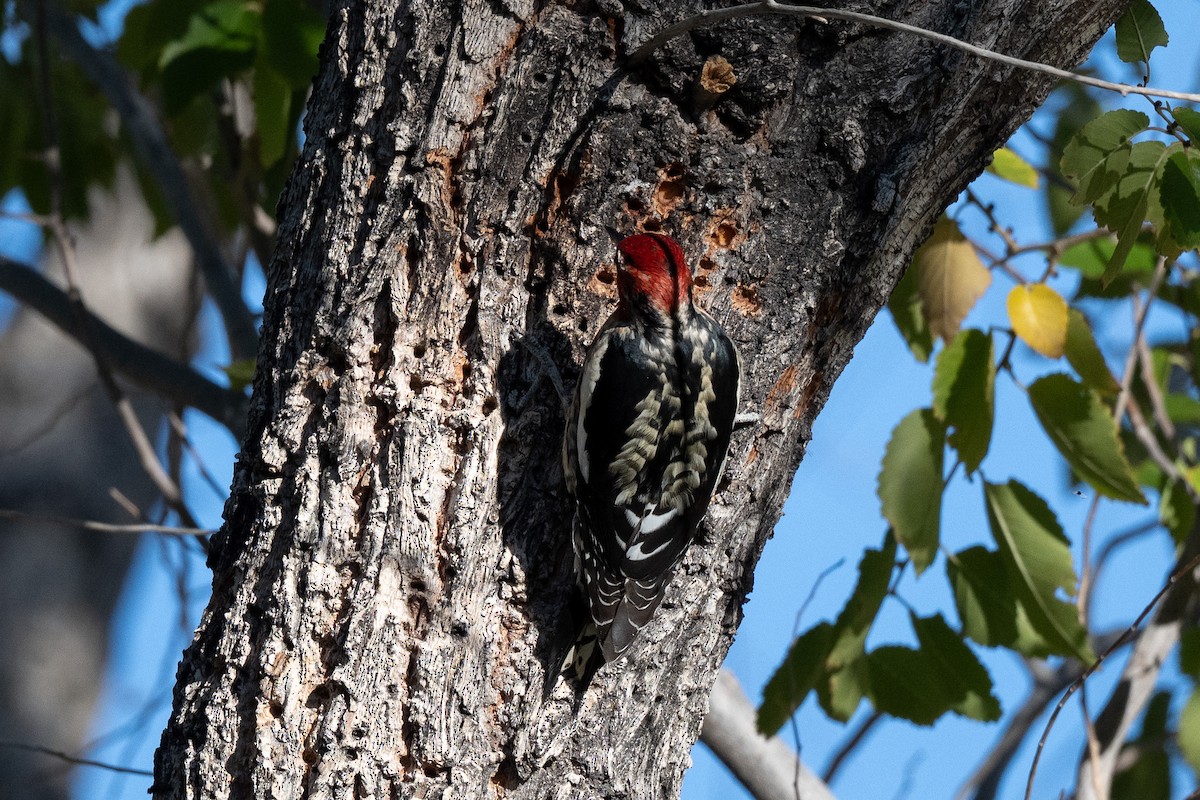 Hybride Pic à nuque rouge x P. à poitrine rouge - ML644536972